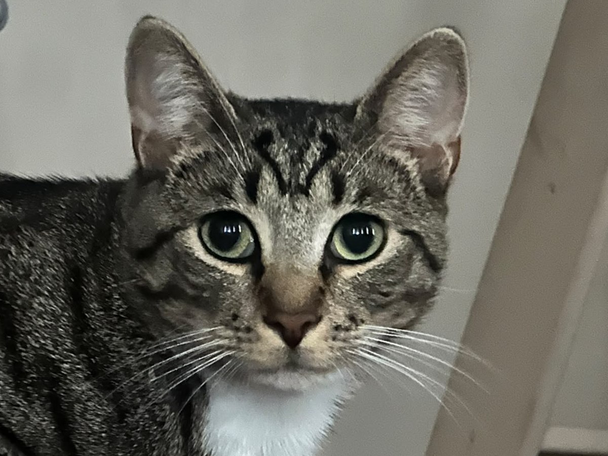 Un chat tigré au regard sérieux, faisant office de portrait temporaire d'Antoine